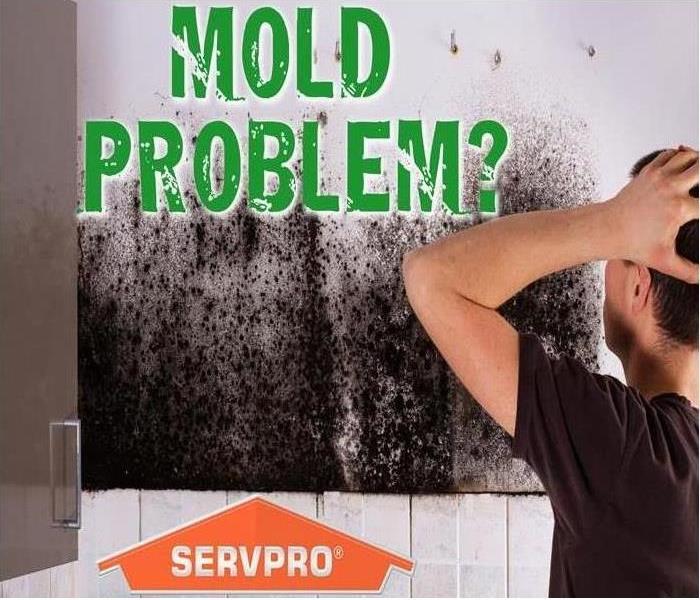Mold is no problem for SERVPRO of Venice - Image of mold on wall